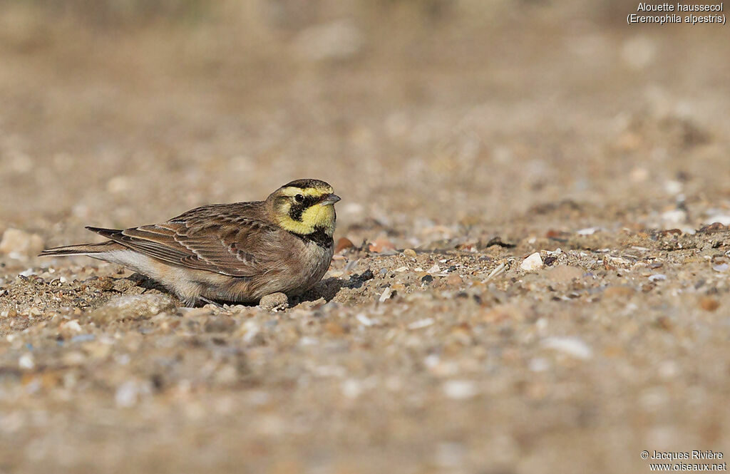 Horned Lark female adult transition, identification