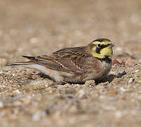 Horned Lark