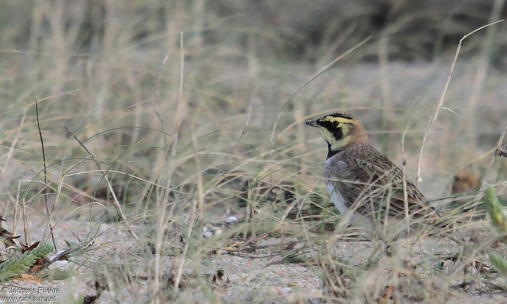 Horned Larkadult post breeding