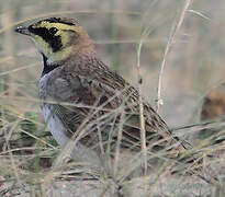 Horned Lark