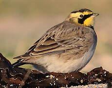 Horned Lark