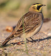 Horned Lark