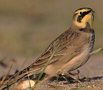 Horned Lark