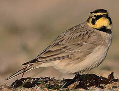 Horned Lark