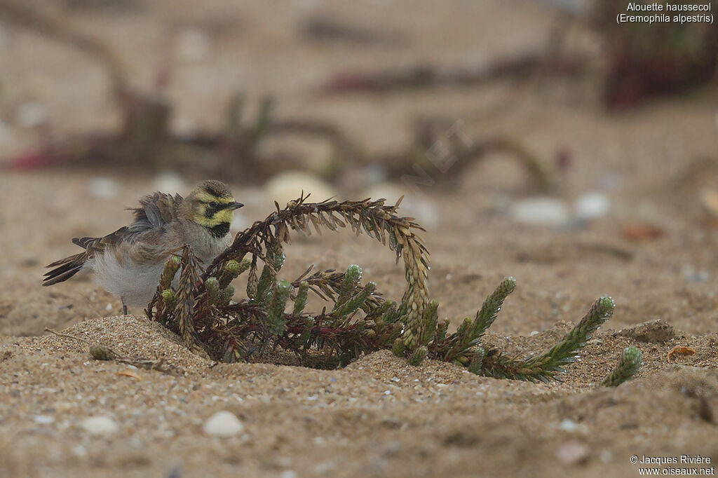 Horned Lark female adult transition, identification, care