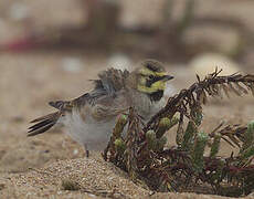 Horned Lark