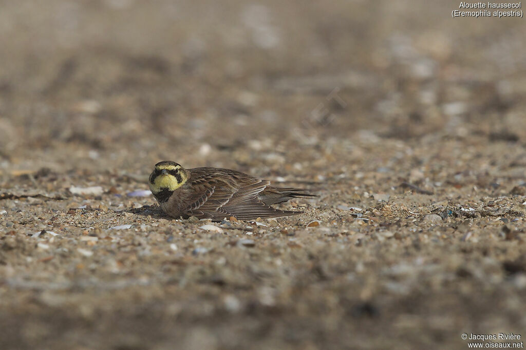 Horned Lark female adult transition, identification, care