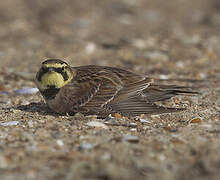 Horned Lark