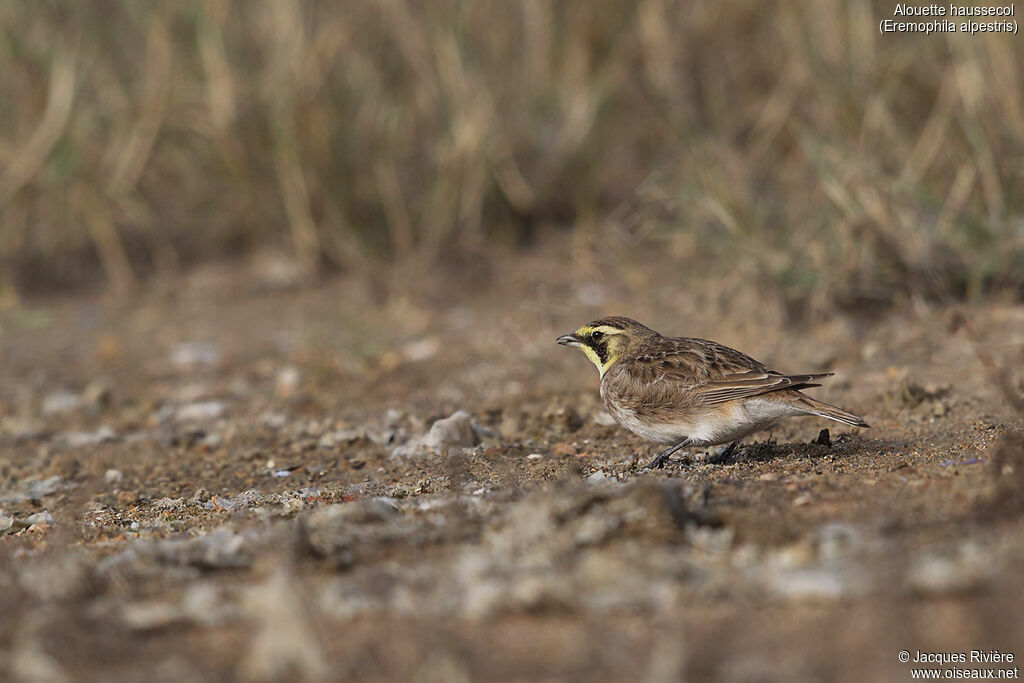 Horned Lark female adult transition, identification, eats