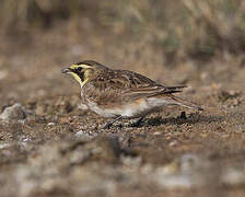 Horned Lark