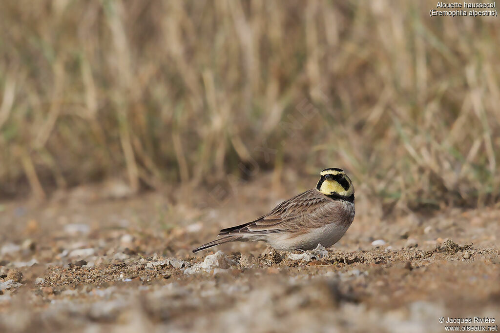 Horned Lark male adult breeding, identification