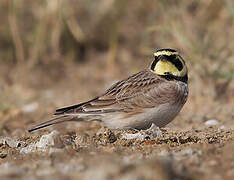 Horned Lark