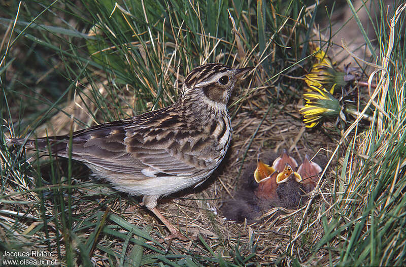 Woodlark, Reproduction-nesting