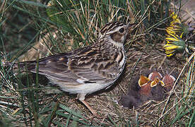 Woodlark