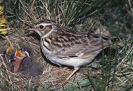 Woodlark