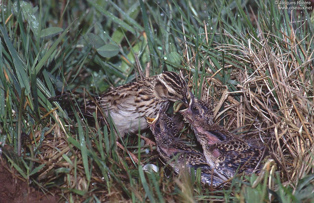 Woodlarkadult breeding, Reproduction-nesting