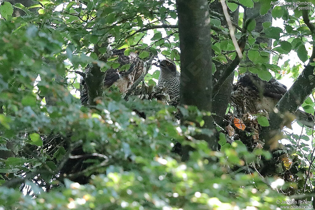 Northern Goshawk female adult, identification, Reproduction-nesting