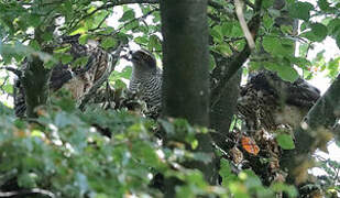 Eurasian Goshawk