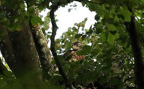 Eurasian Goshawk