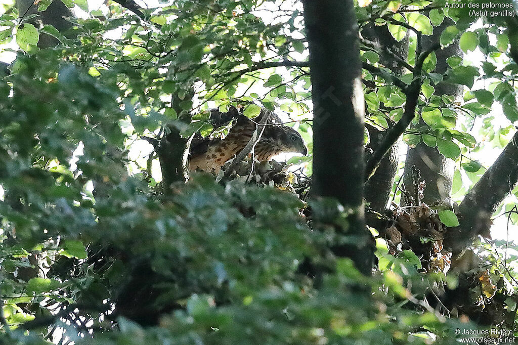 Autour des palombesjuvénile, identification, Nidification