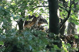 Eurasian Goshawk