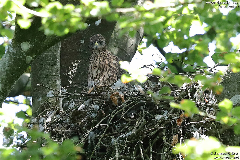 Eurasian Goshawkimmature, identification, Reproduction-nesting