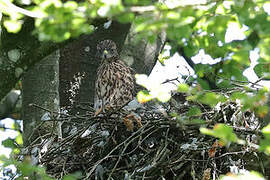 Eurasian Goshawk