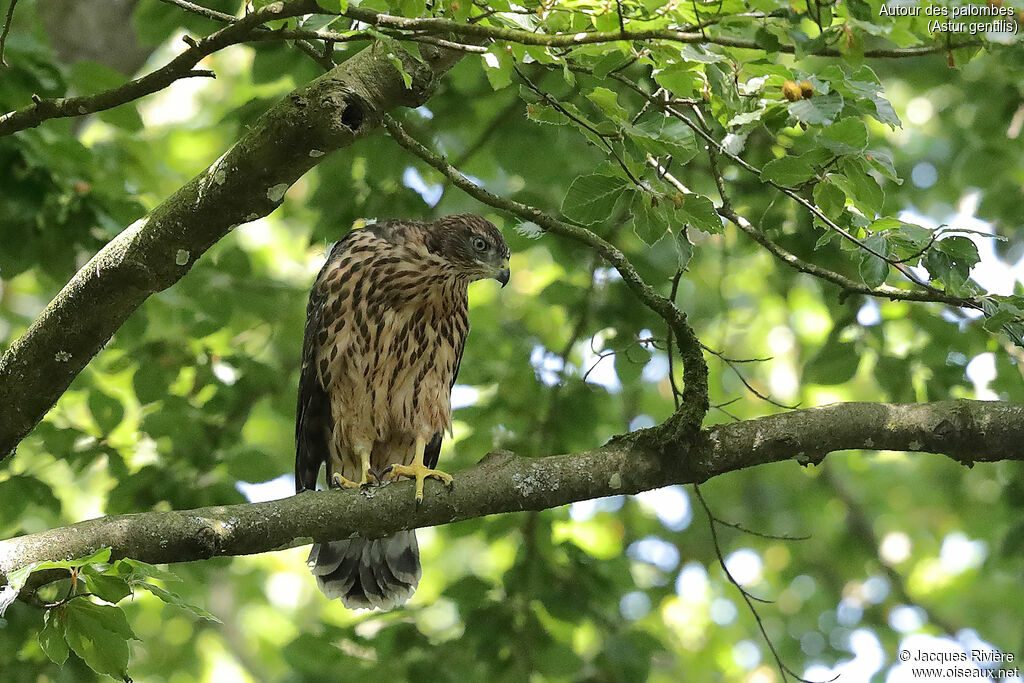 Eurasian Goshawkimmature, identification, Reproduction-nesting