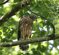 Eurasian Goshawk