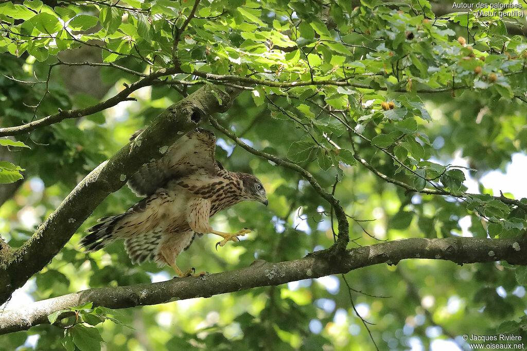 Eurasian Goshawkimmature, identification