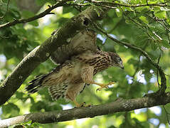 Eurasian Goshawk