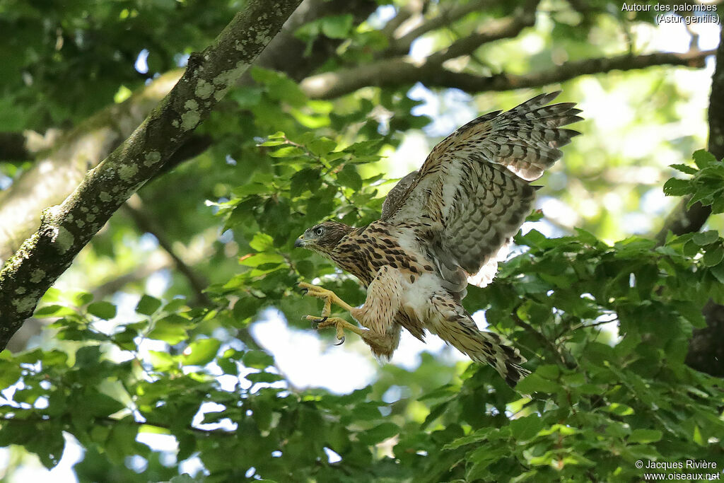 Eurasian Goshawkimmature, identification, Reproduction-nesting