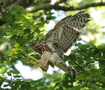 Eurasian Goshawk