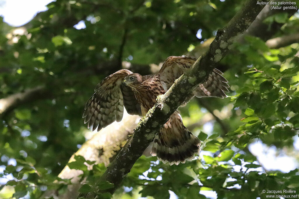 Eurasian Goshawkimmature, identification