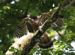 Eurasian Goshawk