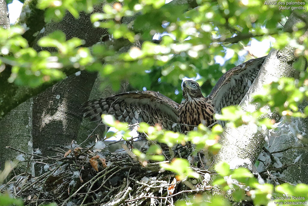 Northern Goshawkimmature, identification, Reproduction-nesting