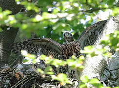 Eurasian Goshawk