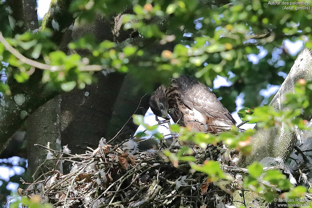 Eurasian Goshawkimmature, identification, Reproduction-nesting