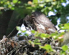 Eurasian Goshawk