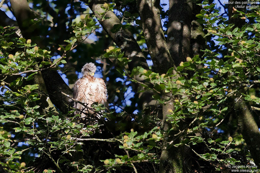 Autour des palombesjuvénile, identification, Nidification