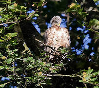 Eurasian Goshawk