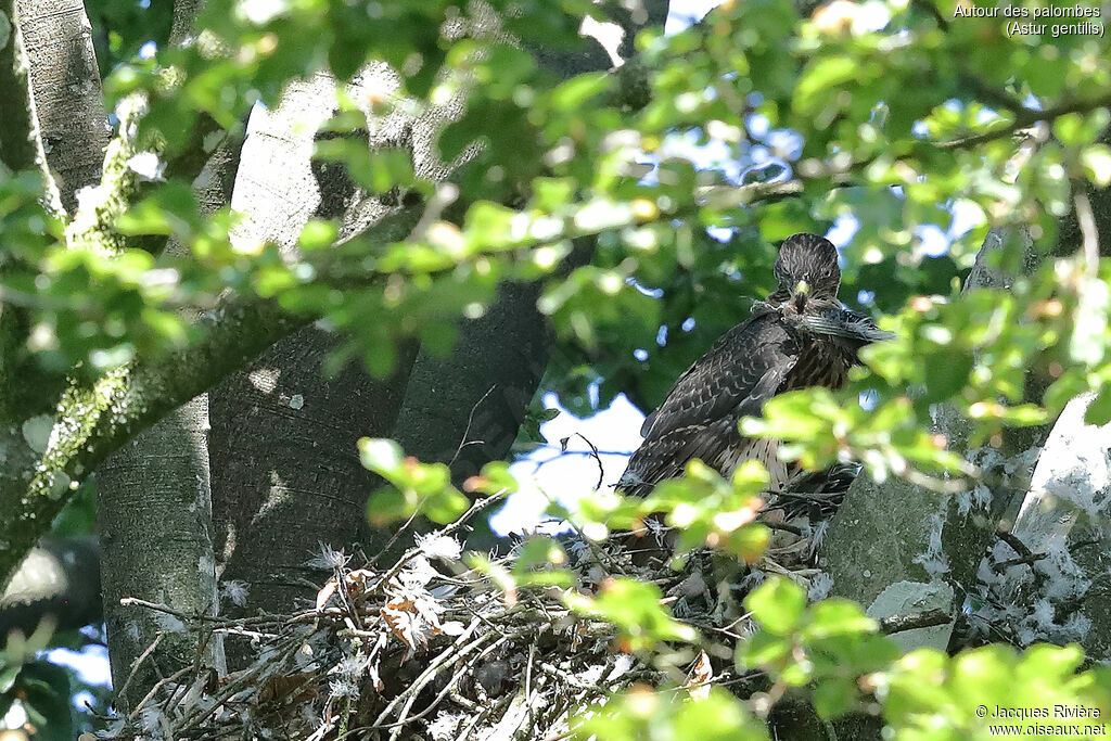 Autour des palombesimmature, identification, Nidification