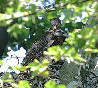 Eurasian Goshawk