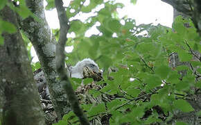 Eurasian Goshawk