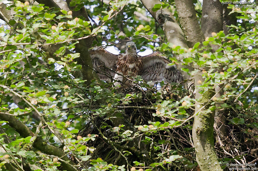 Northern Goshawkjuvenile, identification, Reproduction-nesting