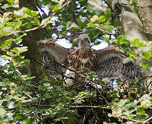 Eurasian Goshawk