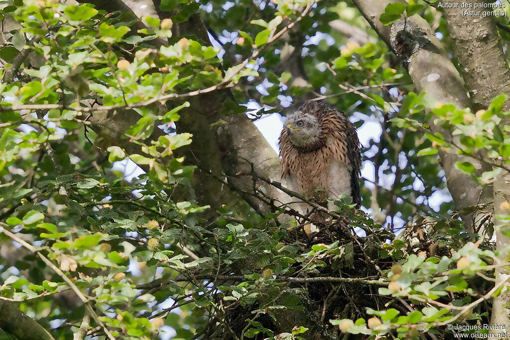 Eurasian Goshawkjuvenile, identification, Reproduction-nesting