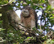 Eurasian Goshawk