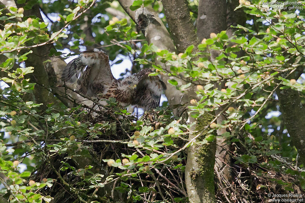 Northern Goshawkjuvenile, identification, Reproduction-nesting