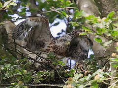 Eurasian Goshawk